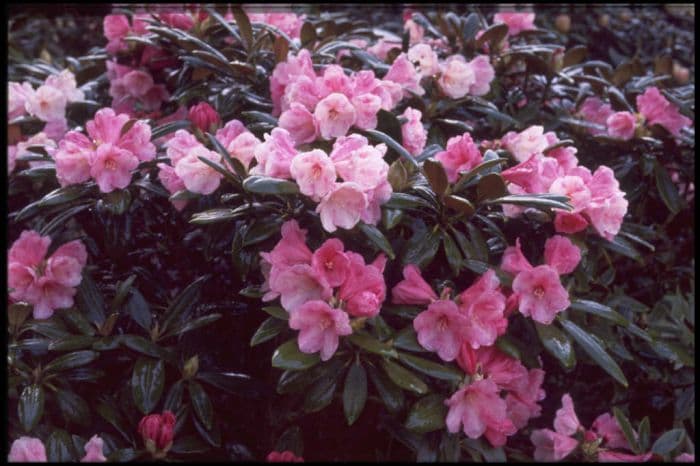 rhododendron 'Vintage Rosé'