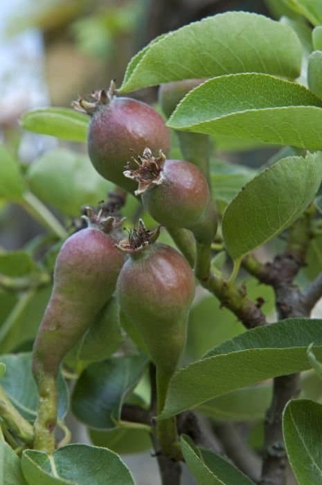 common pear