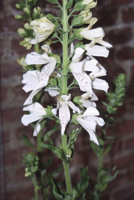 foxglove 'Saltwood Summer'