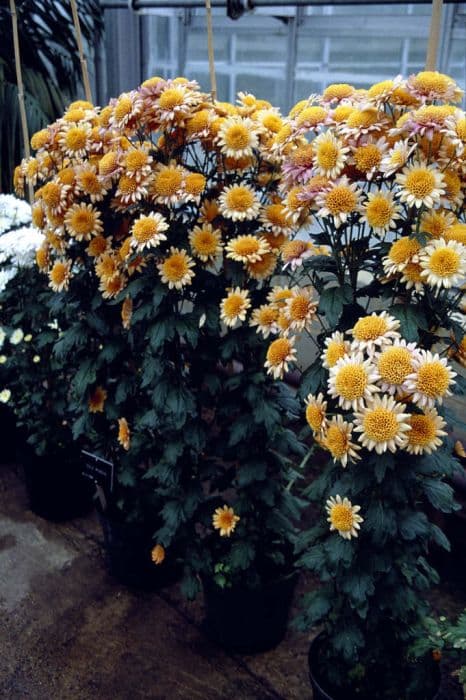 Chrysanthemum 'Gold Mundial'