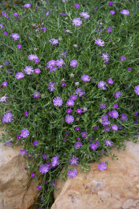 Cooper's ice plant