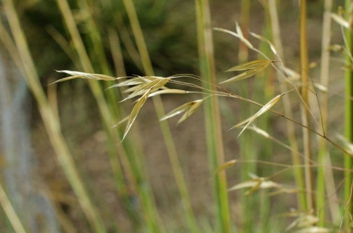 golden oats 'Pixie'