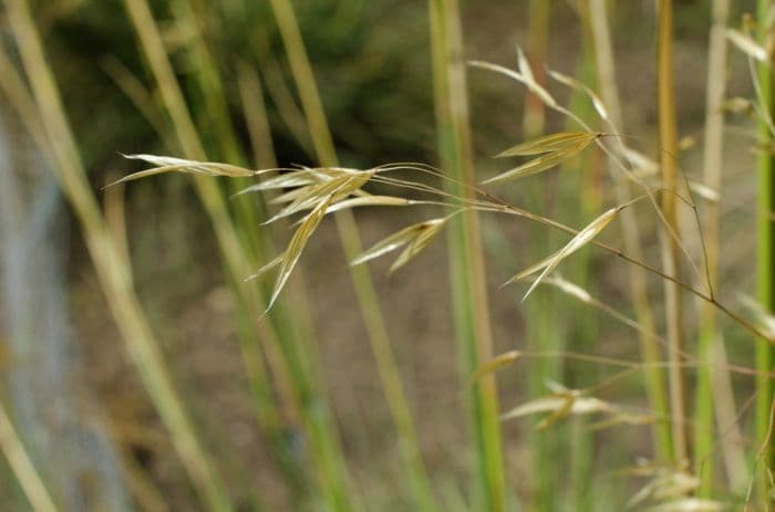 golden oats 'Pixie'