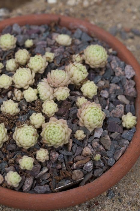 golden-flowered rosularia