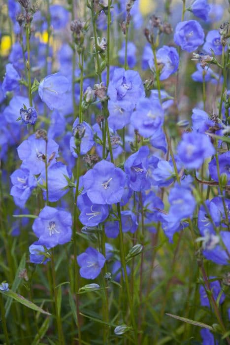 Bellflower 'Blue Bloomers'