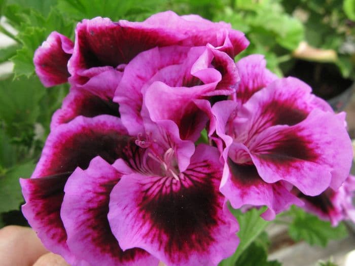 pelargonium 'Royal Surprise'