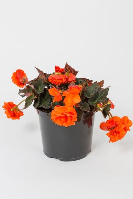 begonia [Fragrant Falls Orange]