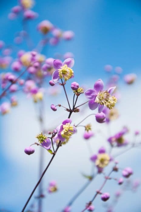 kidney-shaped meadow rue