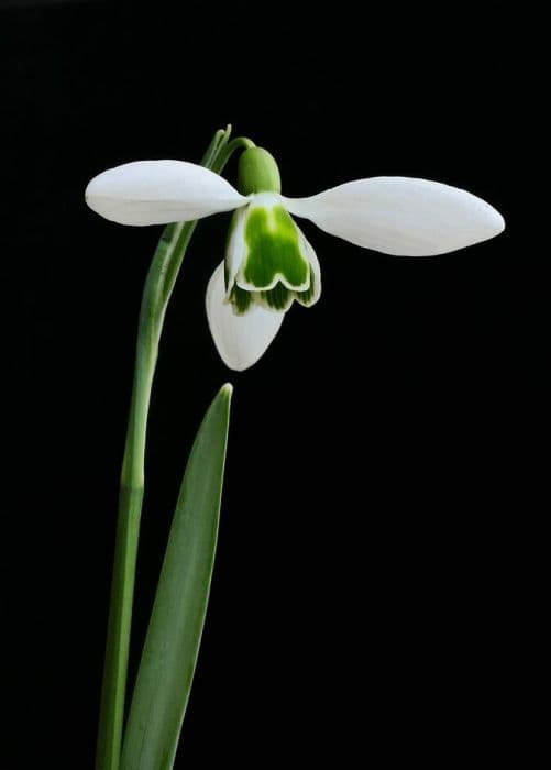 snowdrop 'Alison Hilary'