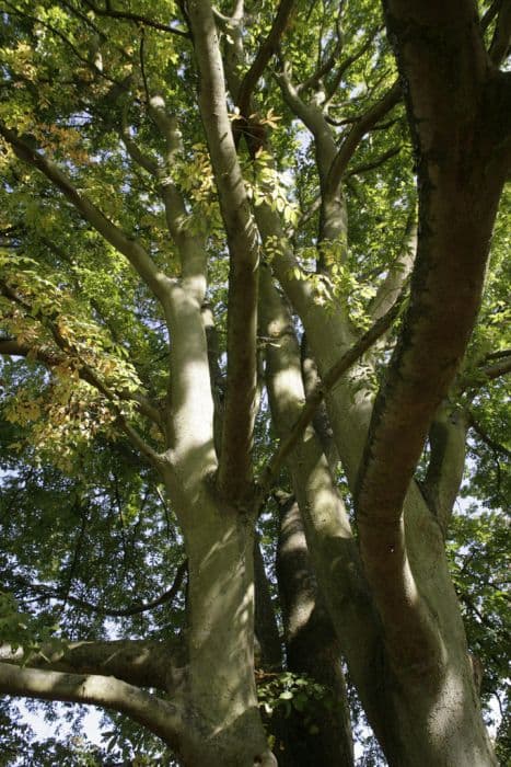 Caucasian elm