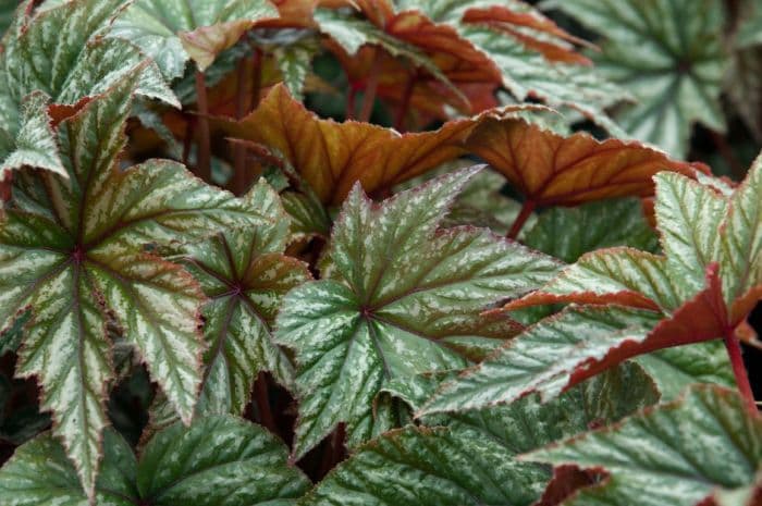 begonia 'Gryphon'