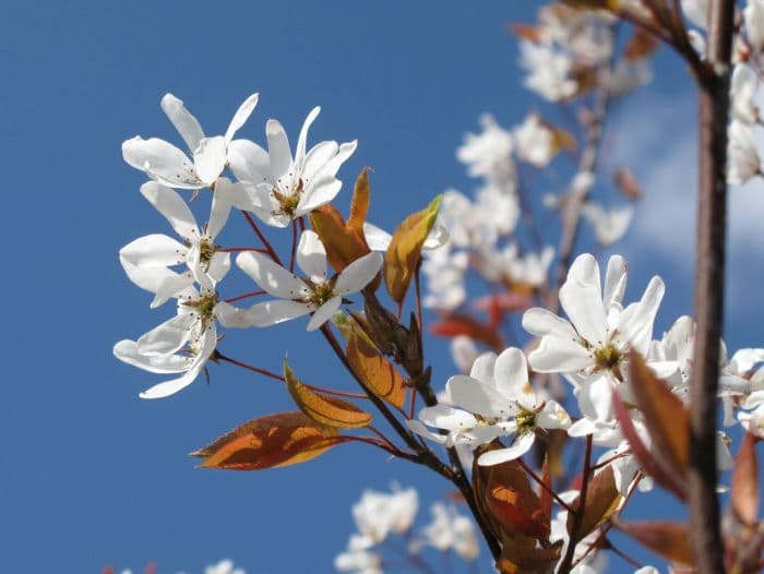 smooth serviceberry 'Snow Cloud'