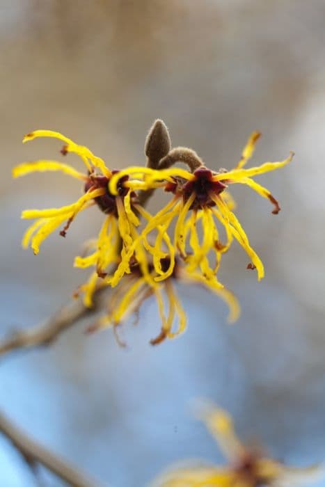 Witch hazel 'Coombe Wood'
