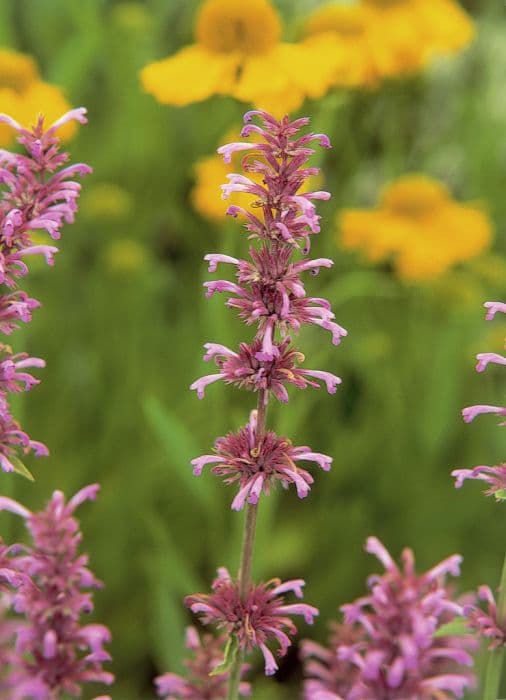 bergamot 'Bees' Favourite'