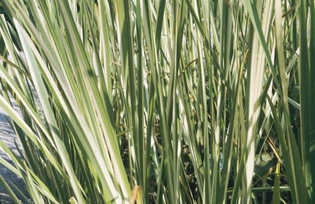 Silver-striped sweet flag