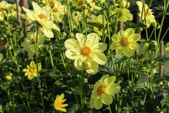 dahlia 'Susan Gilbert'
