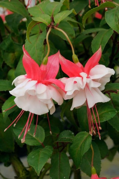 fuchsia 'Suffolk Splendour'