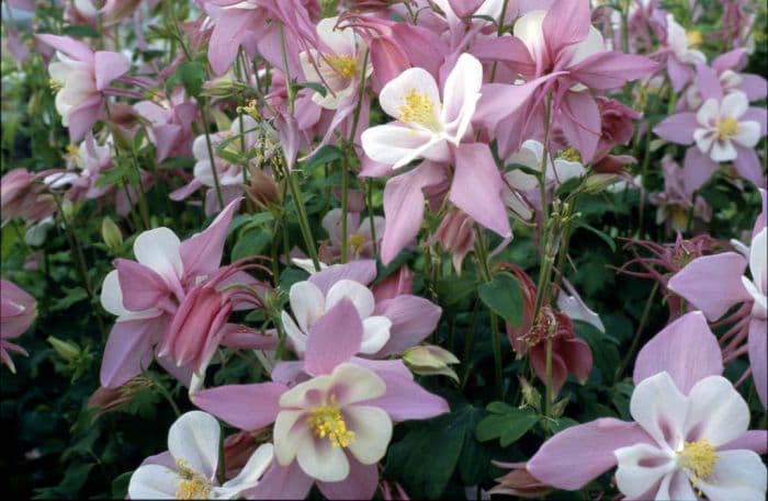 columbine 'William Guiness'