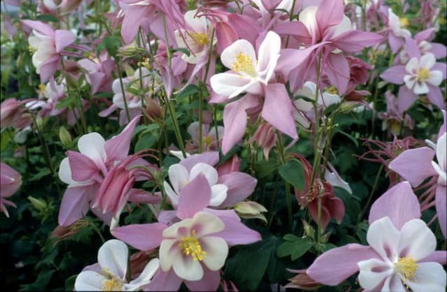 Columbine 'William Guiness'