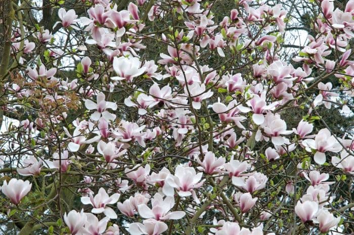 magnolia 'Hot Lips'