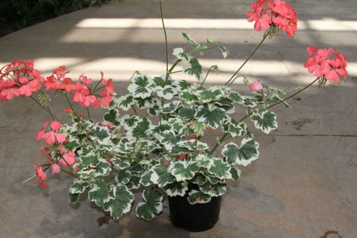 pelargonium 'Frank Headley'