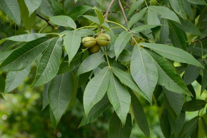 shagbark hickory