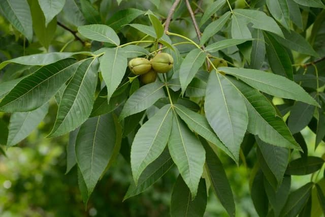 Shagbark hickory