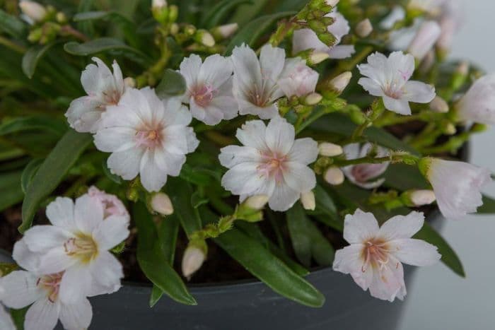 lewisia 'Little Snowberry'