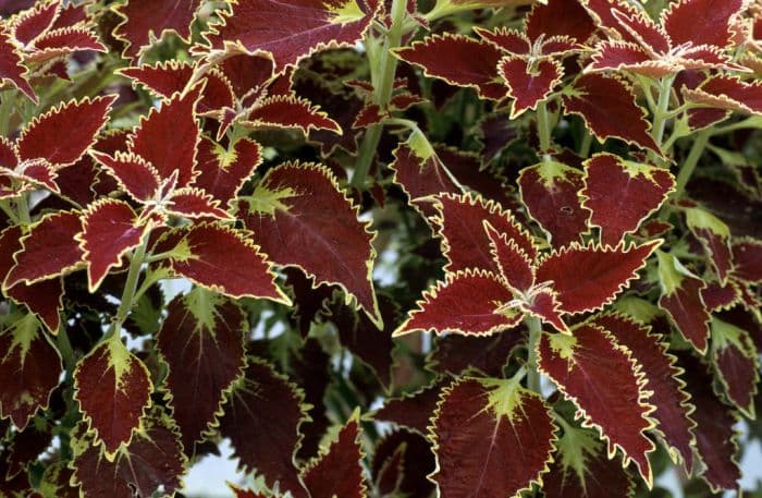 coleus 'Glory of Luxembourg'