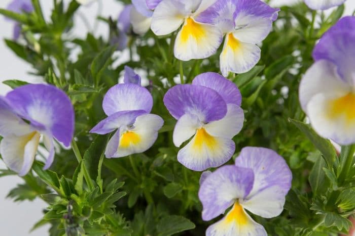 viola 'Carousel'