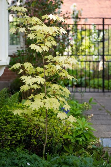 Norway maple 'Walderseei'