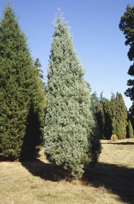 Arizona cypress 'Pyramidalis'