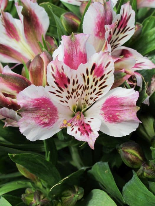 Peruvian lily [Inticancha White Pink Blush]