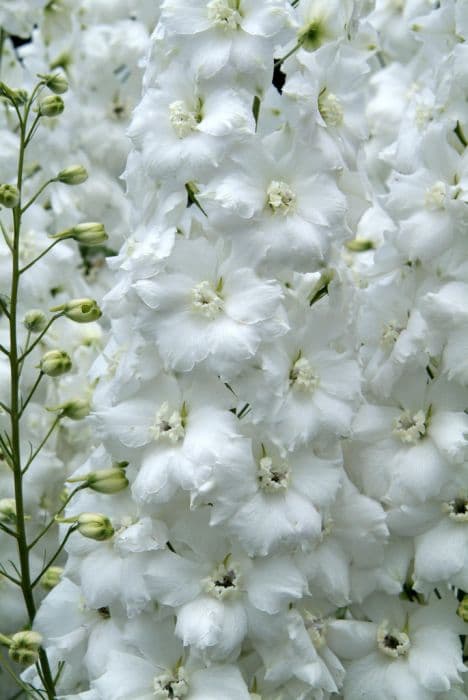 delphinium 'Jill Curley'