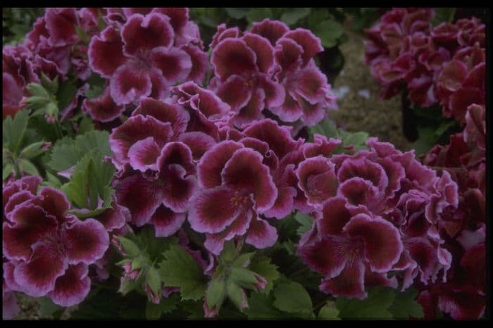 pelargonium 'Fareham'