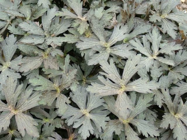 Spotted cranesbill 'Espresso'