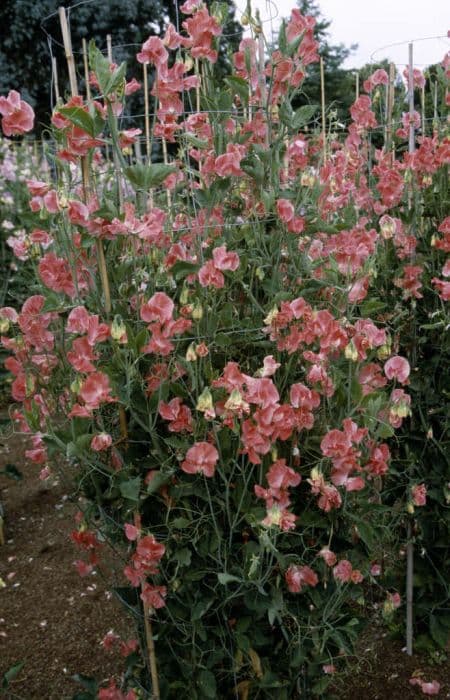 sweet pea 'Tahiti Sunrise'