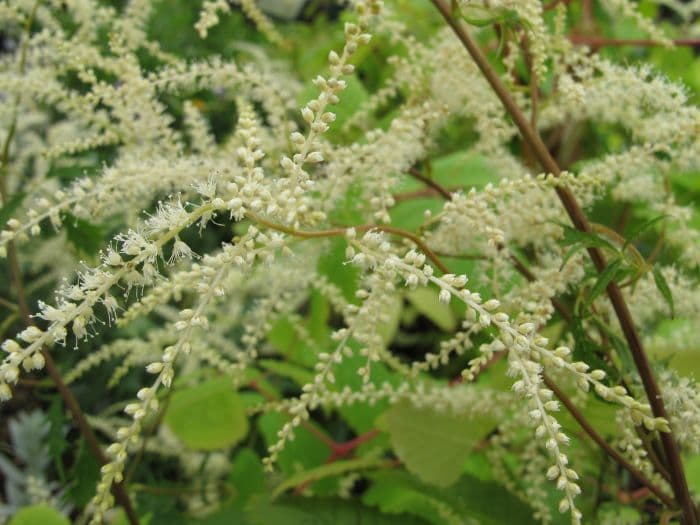 goat's beard 'Kneiffii'