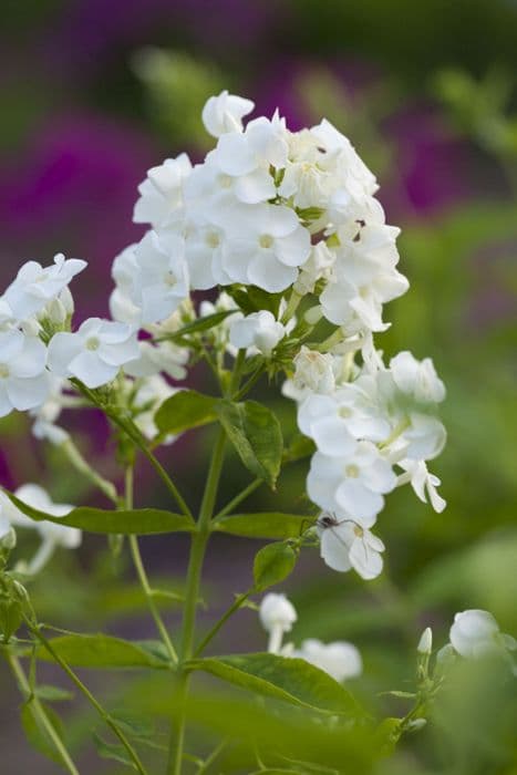 perennial phlox 'David'