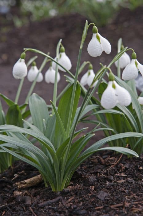 snowdrop 'Diggory'