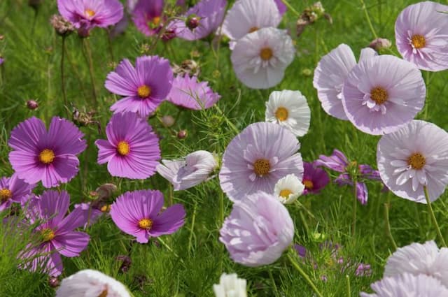 Cosmea [Cupcakes Mixed]