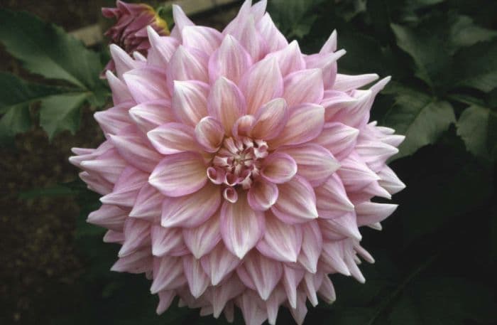 dahlia 'Almand's Climax'