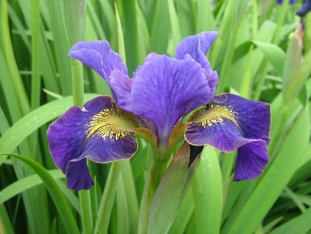 Siberian iris 'Peter Hewitt'