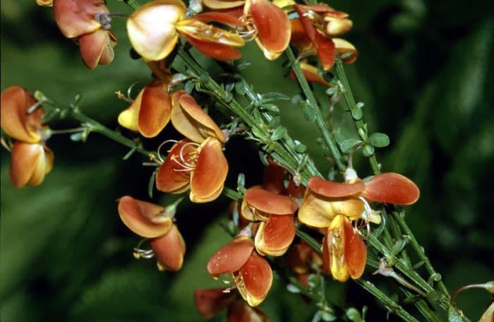 broom 'Lena'