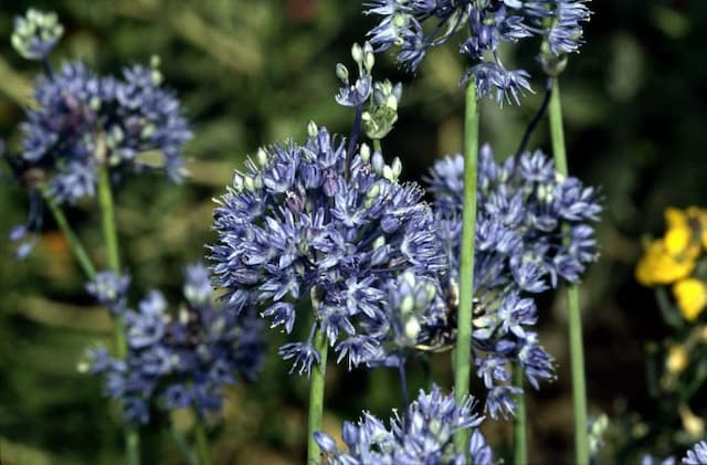 Azure-flowered garlic