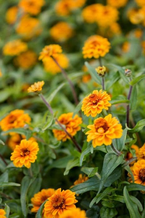 zinnia 'Aztec Orange'