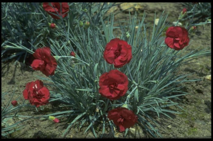 pink 'Houndspool Cheryl'