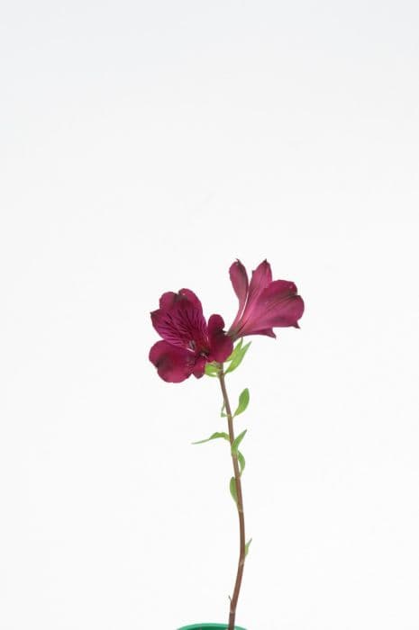 Peruvian lily [Inticancha Dark Purple]
