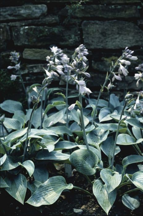 plantain lily 'Halcyon'