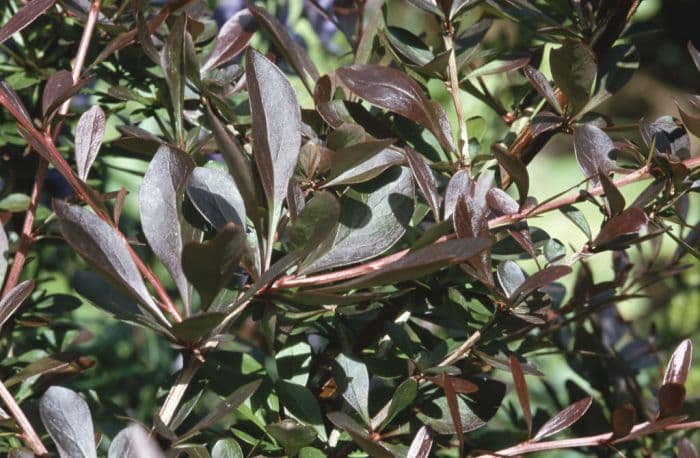 Japanese barberry 'Red Chief'